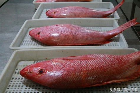 納音用法 紅魚是什麼魚